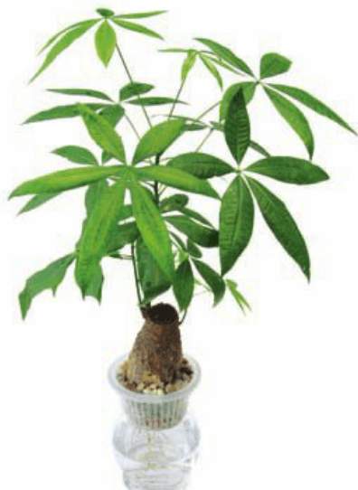 发财树水培养殖方法