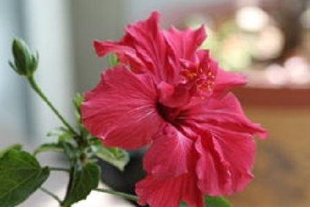 芙蓉葵的种植方法