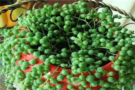 多肉植物扦插繁殖如何操作