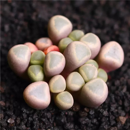 多肉五月份还可以施肥吗