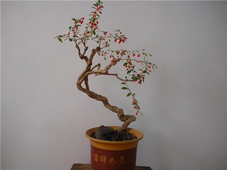 枸杞子盆景制作方法