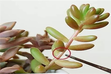 多肉植物扦插繁殖如何操作