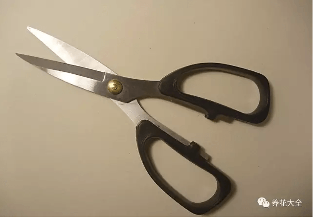 三角梅瀑布盆景