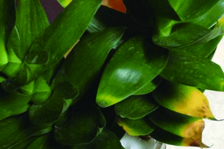 观音竹子叶子发黄怎么补救