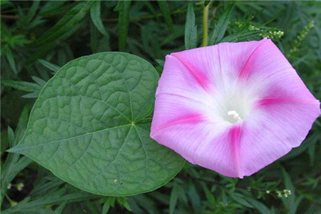 圆叶牵牛养殖技术视频