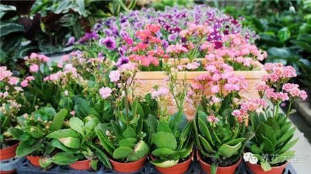 什么花适合养在花盆里