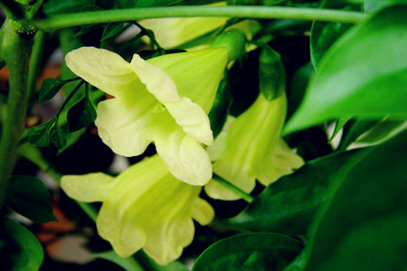 幸福树图片大全大图