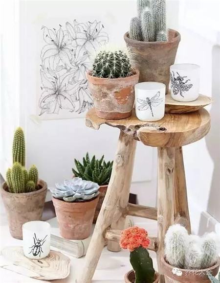 什么花适合养在花盆里