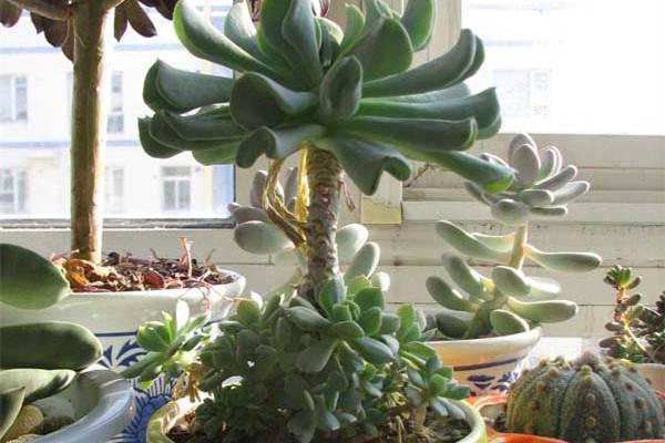 特玉莲怎么修剪(特玉莲怎么养成老桩)