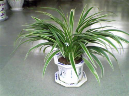 金边吊兰叶子发软下垂