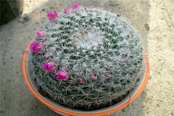 玉翁的繁殖方法大全(玉翁怎么繁殖小球图片)