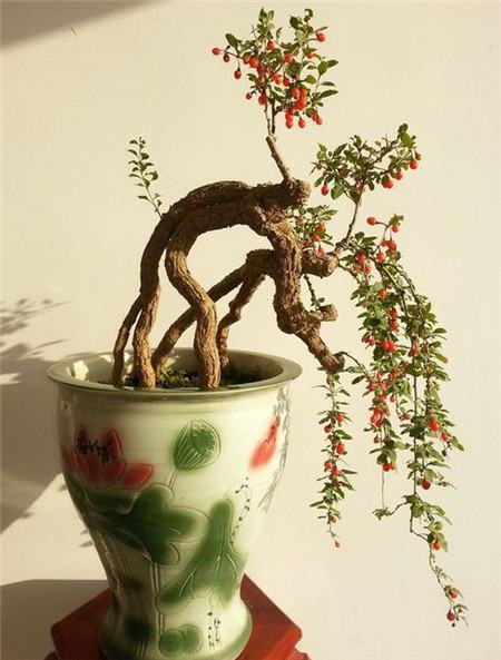 枸杞子盆景制作方法