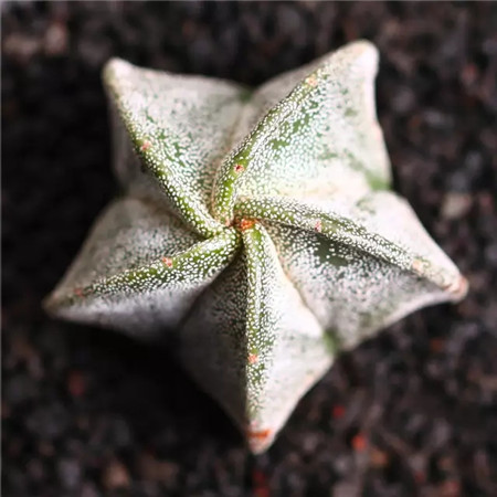 多肉五月份还可以施肥吗