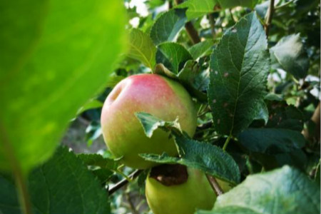 世界上最大的苹果有多大?