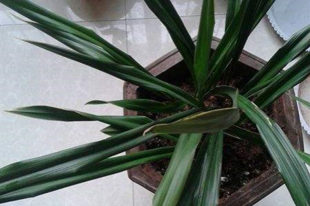 兰花叶扭转是什么原因