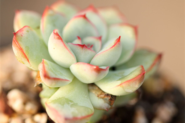 花月夜叶子枯萎怎么办(花月夜叶子边缘发黑)