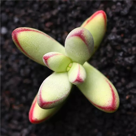 多肉五月份还可以施肥吗