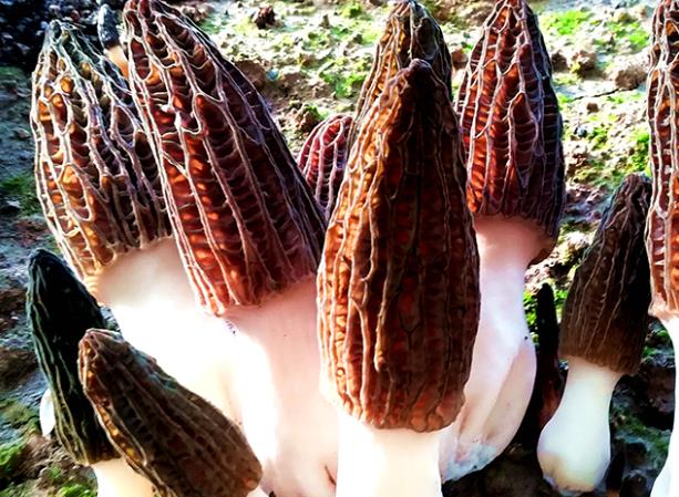 羊肚菌发黑了还能吃吗羊肚菌放三四年了还能吃吗(羊肚菌保存不当有些发霉了怎么办)