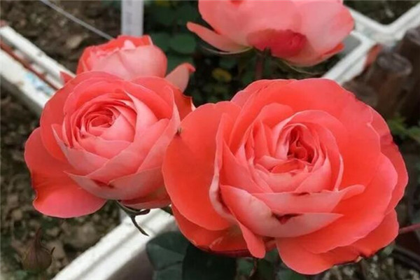 谁说没院子不能养花这8种小型月季种1棵爆满阳台！(月季花适合院子里种植吗)