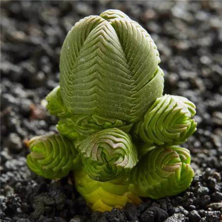 多肉五月份还可以施肥吗