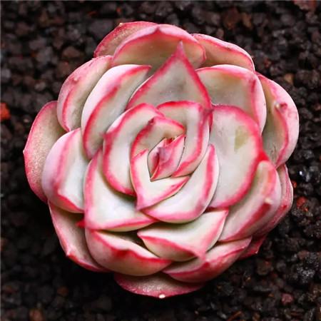 多肉五月份还可以施肥吗