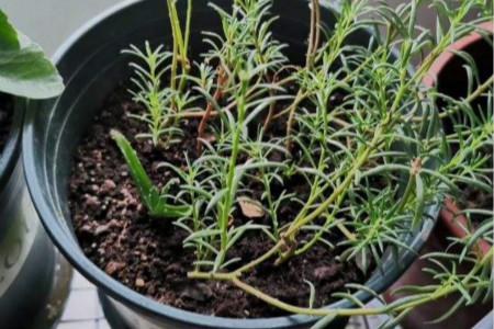 太阳花苗种植方法