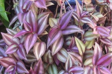 吊兰品种最好的是哪一种