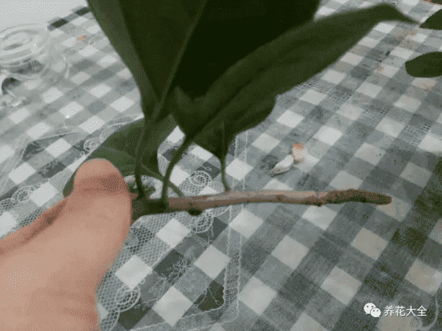 三角梅瀑布盆景