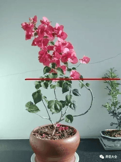 三角梅瀑布盆景