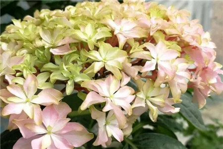 月季花适合院子里种植吗