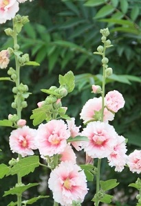 盆栽蜀葵如何过冬