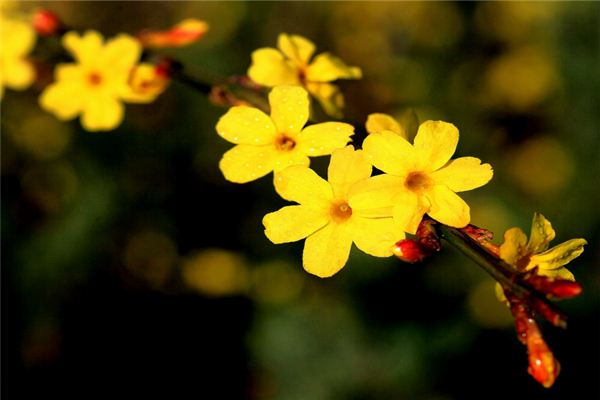 迎春花的功效和作用(迎春花的功效与作用有哪些)