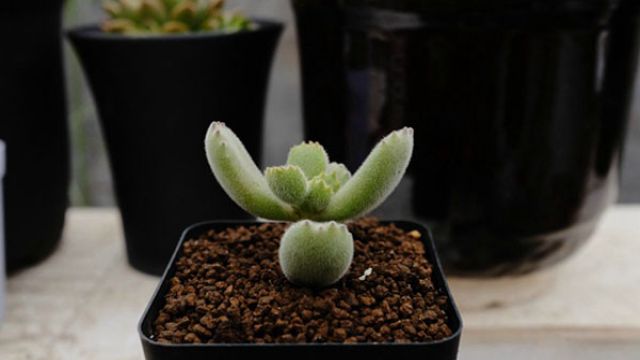 熊童子长黑斑了怎么办(熊童子长黑斑了怎么办图片)