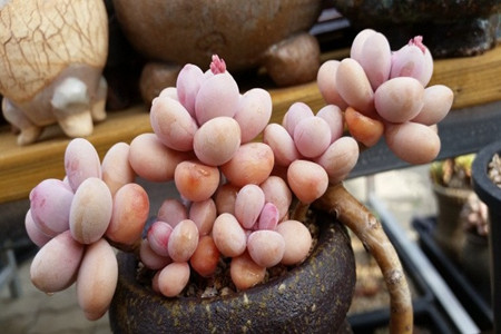 桃之卵与桃蛋的区别