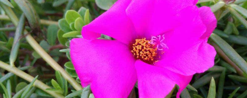 太阳花栽培技术太阳花花苗怎么栽培(太阳花苗种植方法)