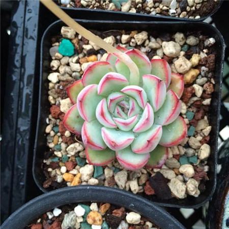 花月夜叶子边缘发黑