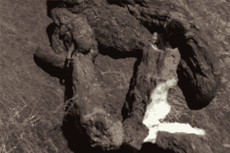 肉苁蓉 危害极大