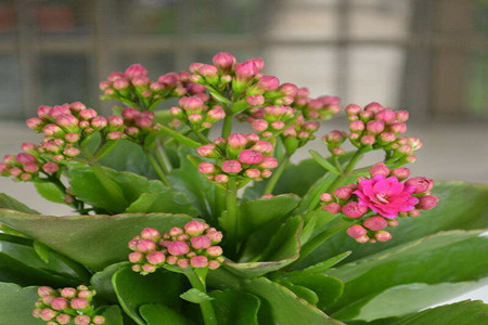 长寿花怎样养才能又矮又肥又开花