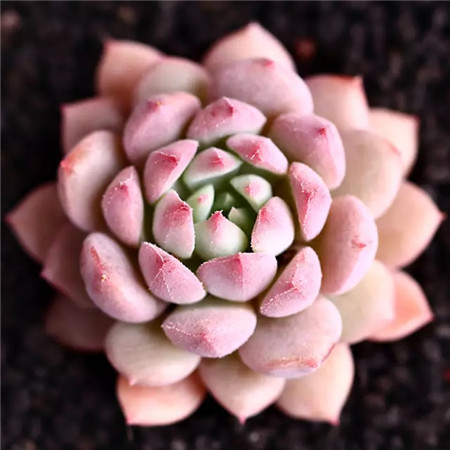 多肉五月份还可以施肥吗