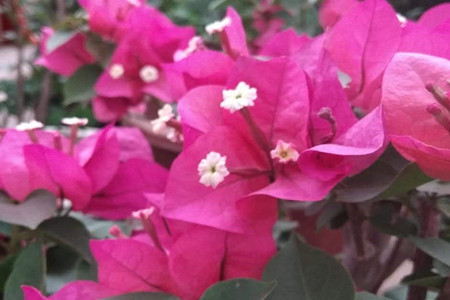 三角梅怎样养护?