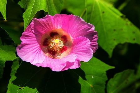 芙蓉葵的种植方法
