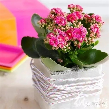 什么花适合养在花盆里