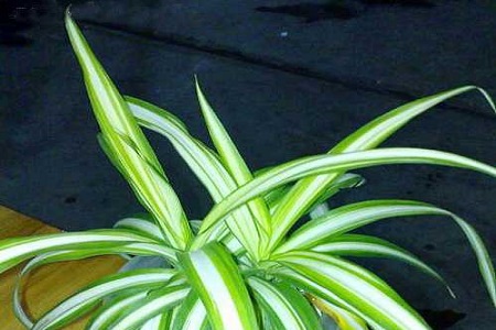 吊兰品种最好的是哪一种