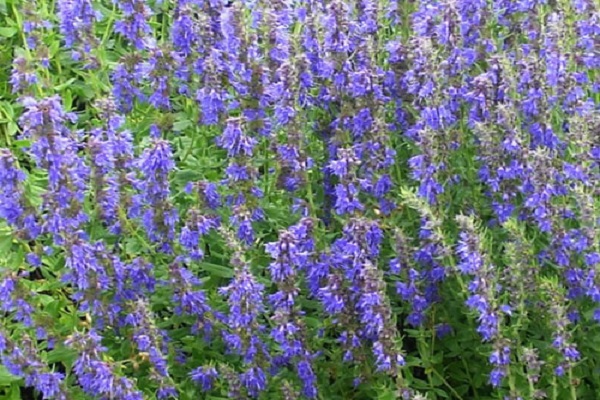 神香草的繁殖方式(神香草提取物是什么)