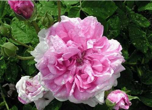 可食用玫瑰品种哪种好