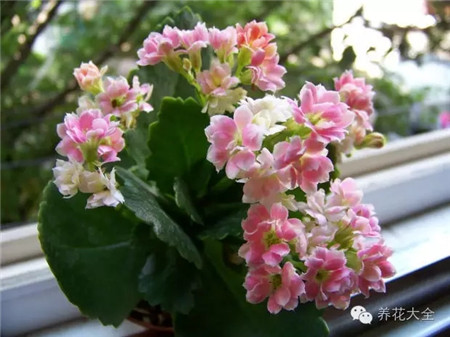 什么花适合养在花盆里