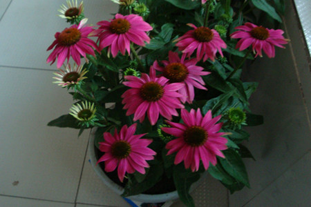 松果菊播种多少天发芽