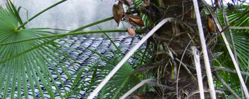 棕树怎么繁殖只能用种子繁殖吗(棕树怎么繁殖只能用种子繁殖吗对吗)