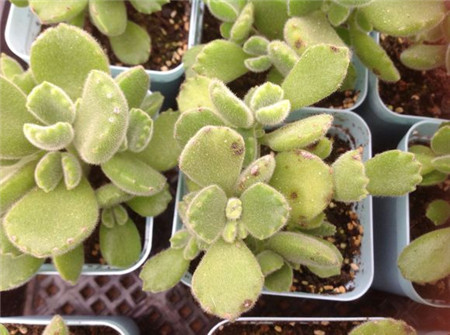 熊童子长黑斑了怎么办图片