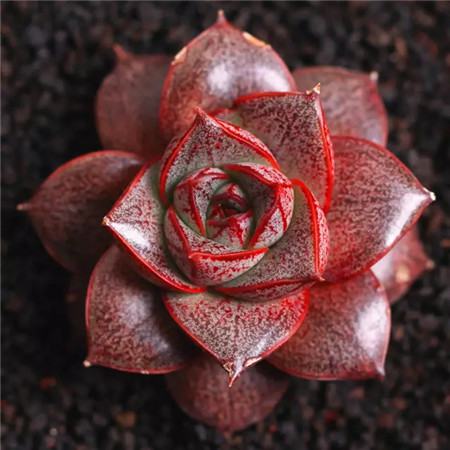 多肉五月份还可以施肥吗